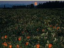Pumpkin Moon